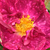 Ružová - Gallica ruža - Alain Blanchard